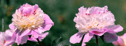 Banner beautiful pink peonies in the garden.