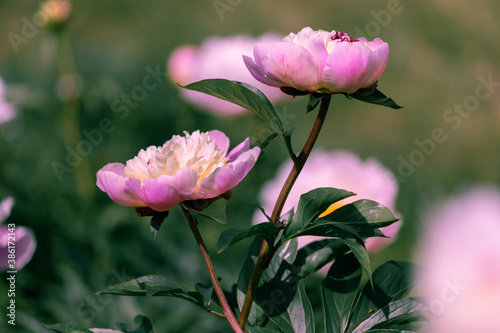 Beautiful pink peonies in the garden.