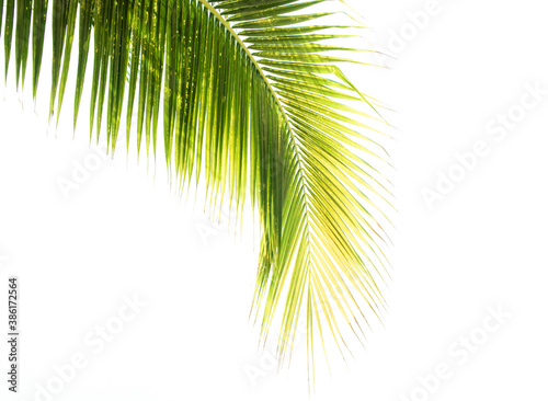 Detail of coconut trees leaf isolated on white background 