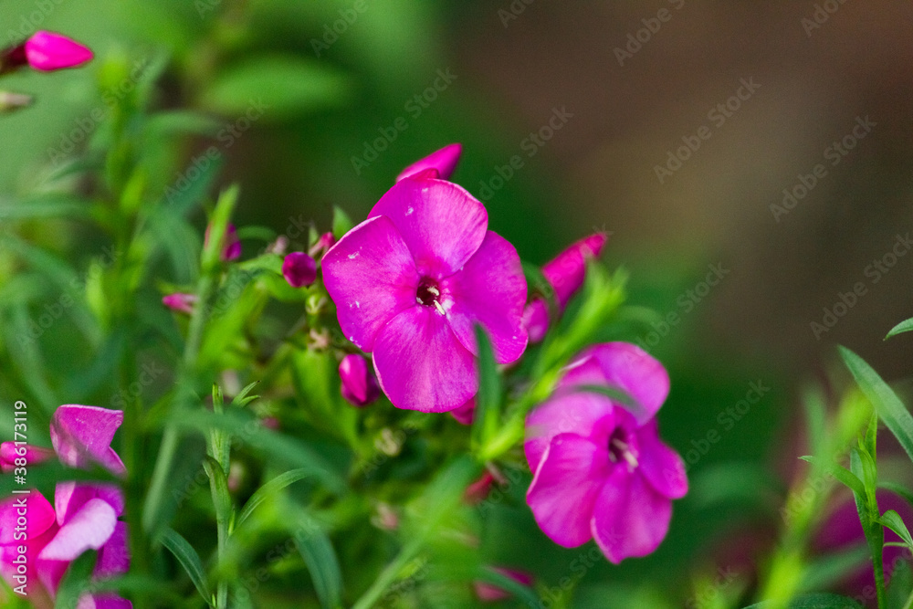 Phlox is a genus of flowering herbaceous plants of the Sinyukhovye family. Phlox is a genus of flowering herbaceous plants of the Sinyukhovye family.