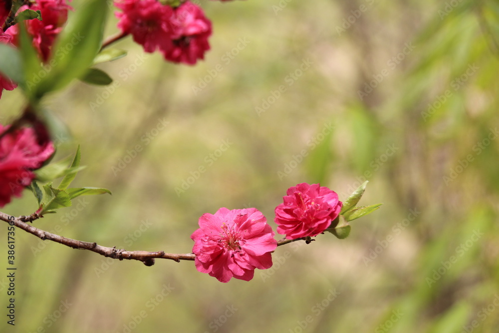 Spring flowers Spring flowers