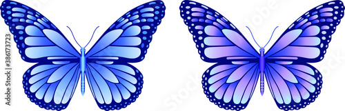 Danaus plexippus butterfly vector image for web design and print