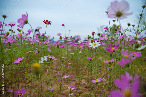 Flower in Korea Anseung © JUNGWOO