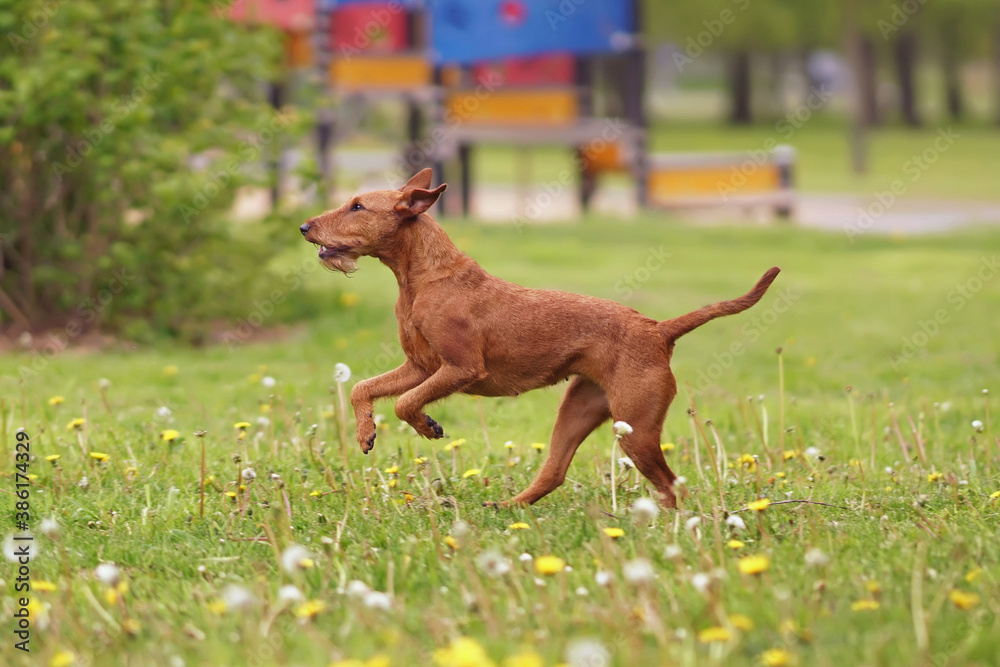 Young active Irish Terrier dog  running on a green grass with yellow dandelion flowers in spring