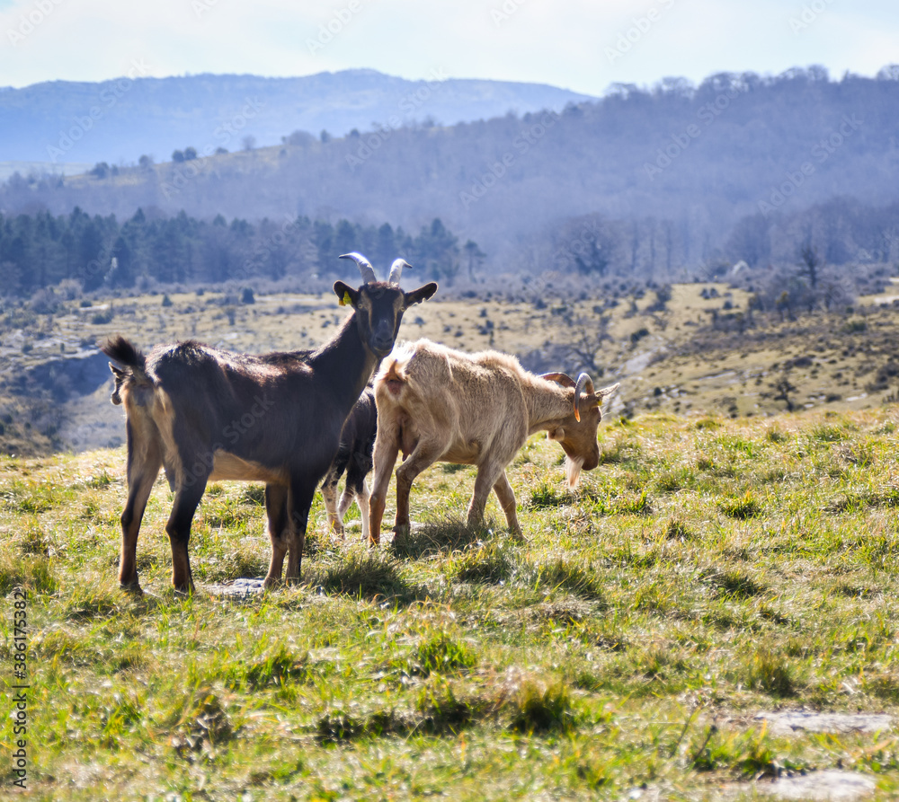 Cabras en el monte cerca de un acantilado, rodeadas de un paisaje verde.
Some goats in a mountain surrounded by a beautiful scenery.
