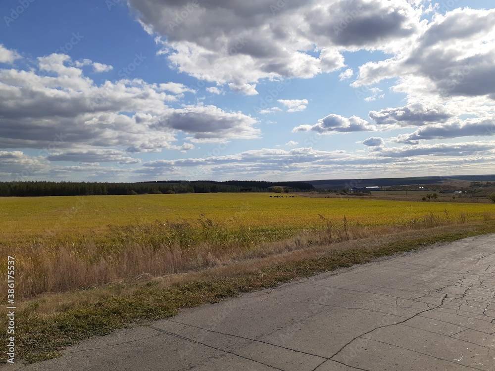 

road along the yellow - green Russian field