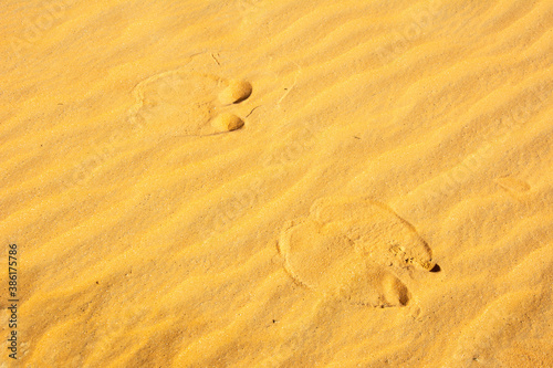 Camel footprints on a wavy sand in a desert in the United Arab Emirates