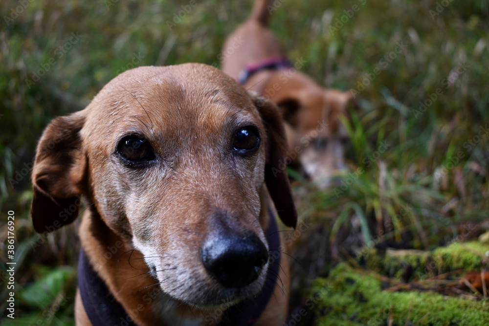 Alter Dackel im Wald blickt mit Dackelblick in die Kamera, zweiter Dachshund schnüffelt im Hintergrund Alter Dackel im Wald blickt mit Dackelblick in die Kamera, zweiter Dachshund schnüffelt im Hintergrund