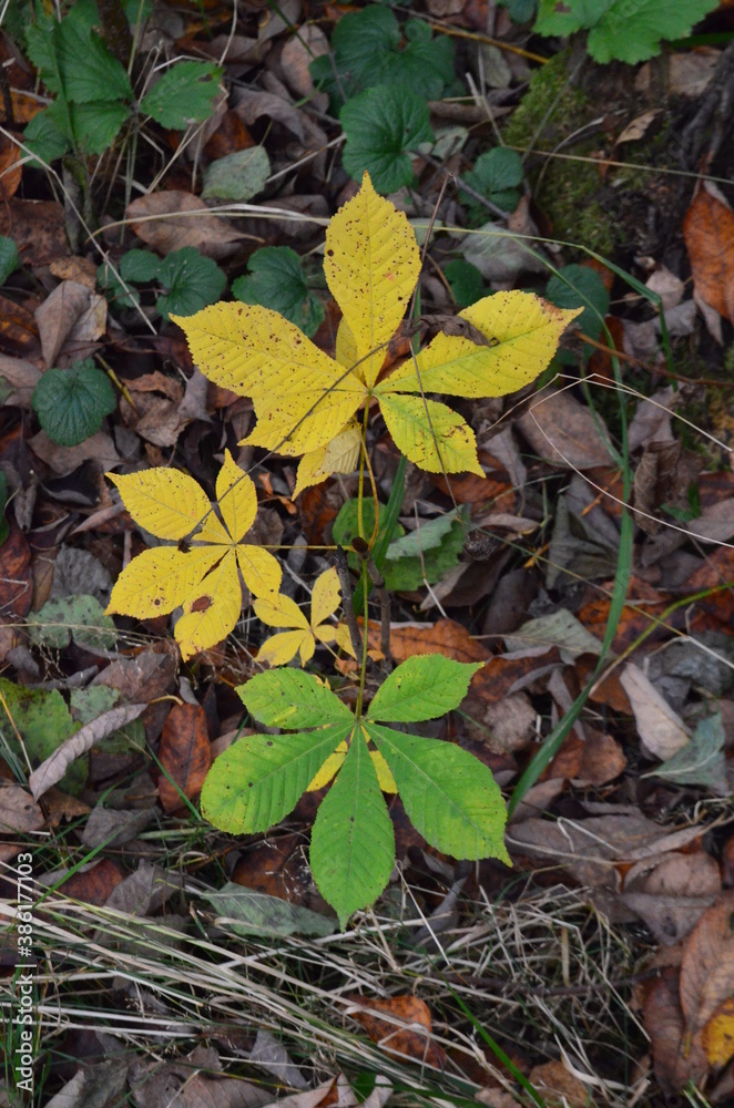 Small chestnut sprout in the autumn Park Small chestnut sprout in the autumn Park