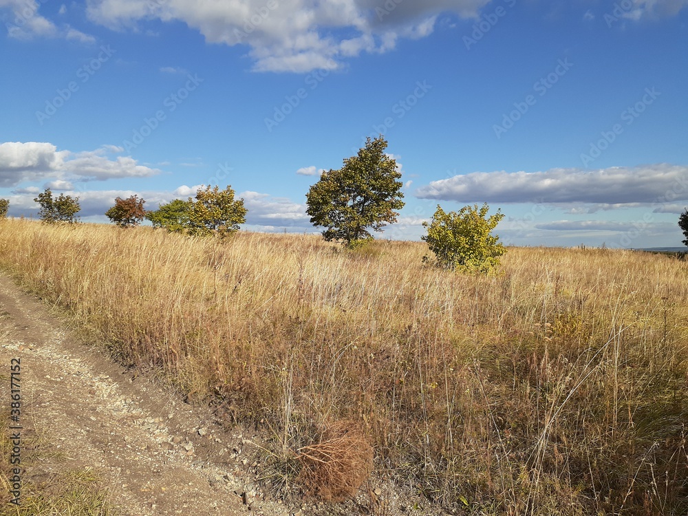 yellow field in Saratov region, Russia
yellow field in Saratov region, Russia