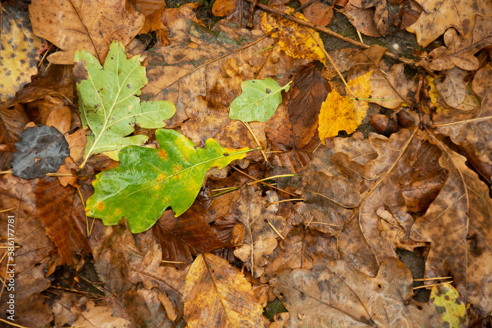 A wet green oak leaf against a background of brown leaves A wet green oak leaf against a background of brown leaves