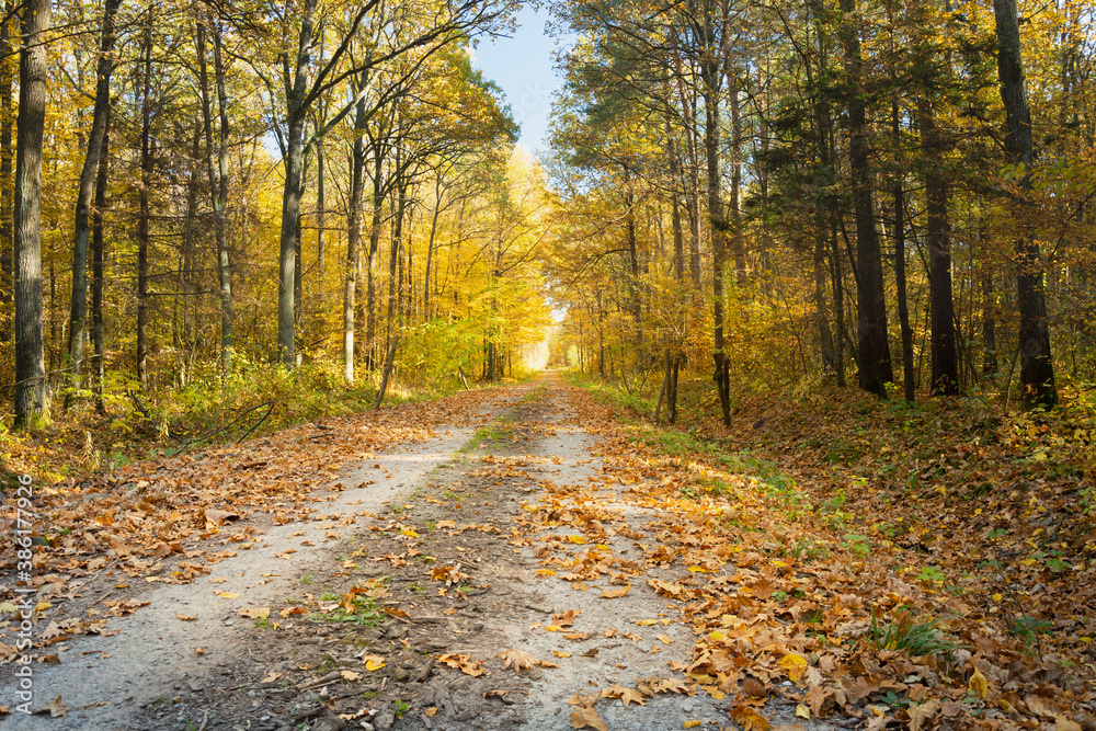 Leaves on the way through the autumn forest Leaves on the way through the autumn forest