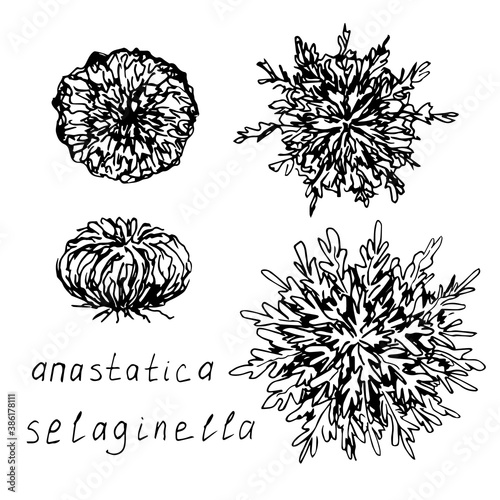 Spore desert plant, selaginella lepidophylla, jericho rose, resurrection flower, anastatica  isolated on white background. Hand-drawn vector drawing, ink sketch, set.