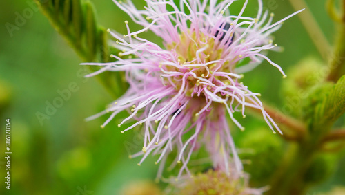 flower in the garden