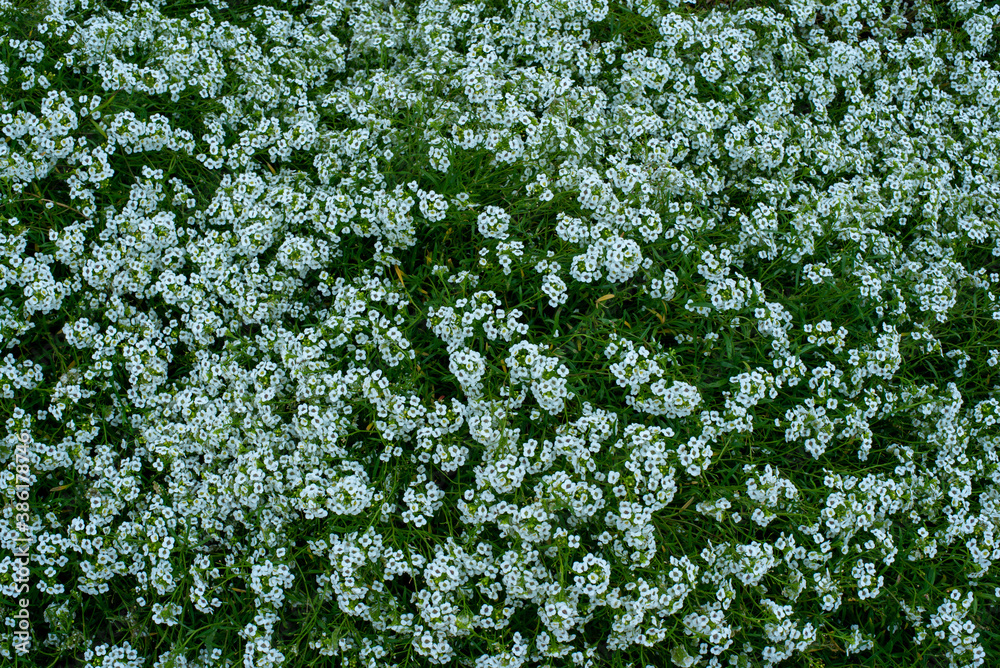 green texture green texture