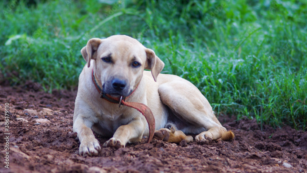golden retriever dog