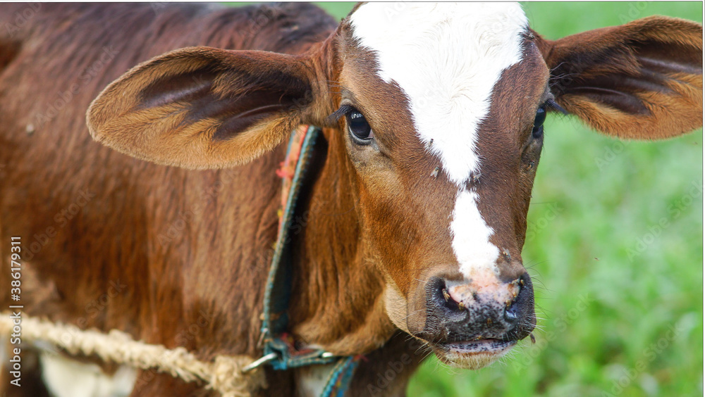 cow in a field cow in a field