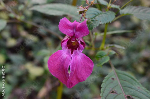 Obraz na plátně Flowers of the plant nedotroga glandular in the autumn Park
