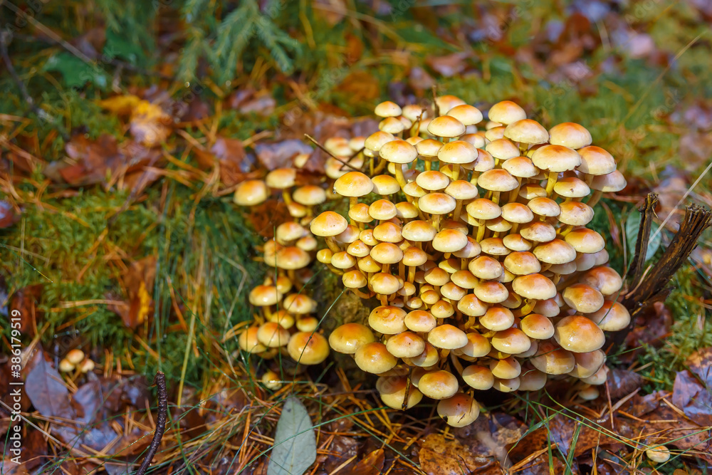 Armillaria mellea - mushrooms growing on a rotten tree stump.