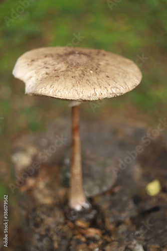 Huge mushroom in the green forest