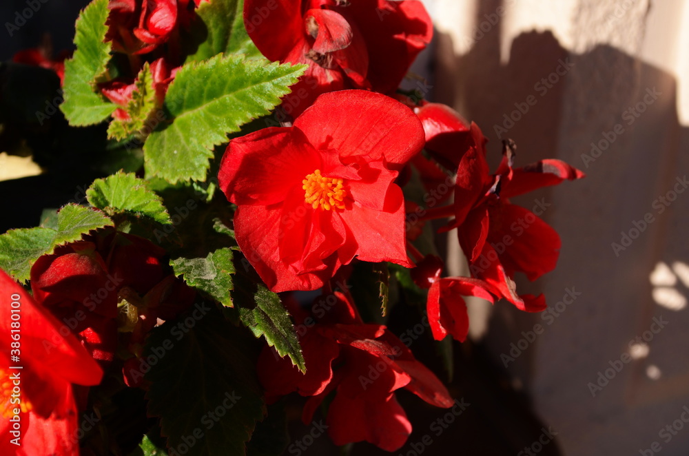 Numerous bright flowers of tuberous begonias (Begonia tuberhybrida) in garden Numerous bright flowers of tuberous begonias (Begonia tuberhybrida) in garden
