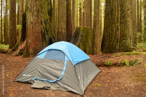 Hiking and camping in the Redwoods National Park among the old giant Sequoia trees in Northern California, USA