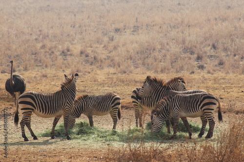 Photo Taken in Lion and Rhino Reserve  Krugersdorp