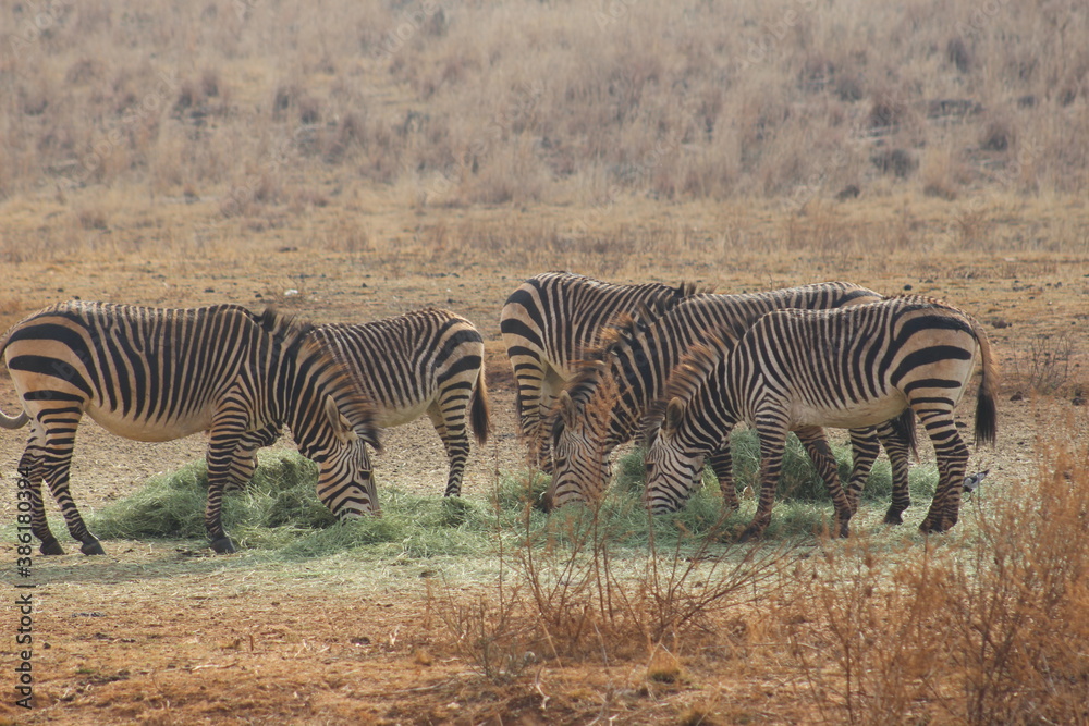 Photo Taken in Lion and Rhino Reserve, Krugersdorp Photo Taken in Lion and Rhino Reserve, Krugersdorp