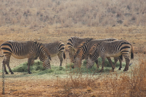 Photo Taken in Lion and Rhino Reserve  Krugersdorp