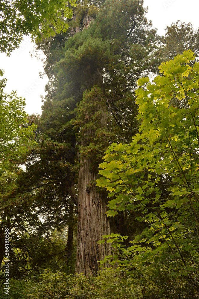 Obraz premium Hiking and camping in the Redwoods National Park among the old giant Sequoia trees in Northern California, USA