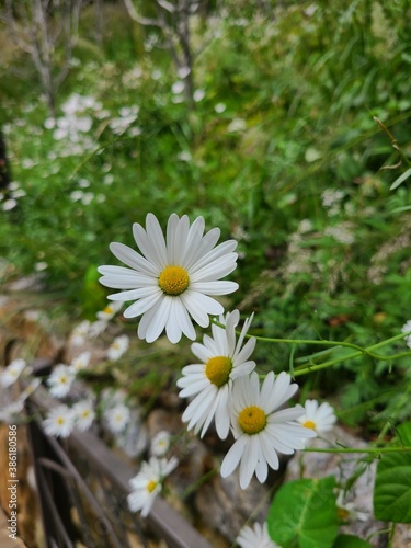 daisies in a garden