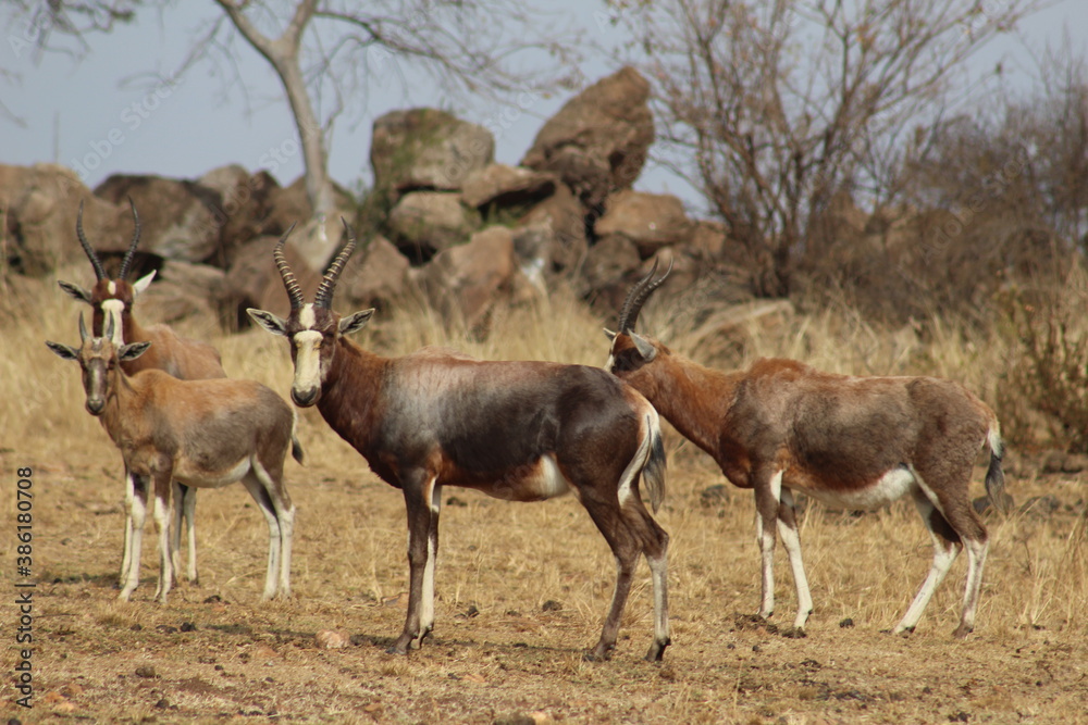 Photo Taken in Lion and Rhino Reserve, Krugersdorp Photo Taken in Lion and Rhino Reserve, Krugersdorp