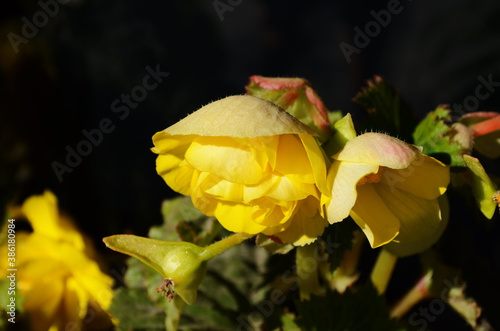 Numerous bright flowers of tuberous begonias (Begonia tuberhybrida) in garden photo