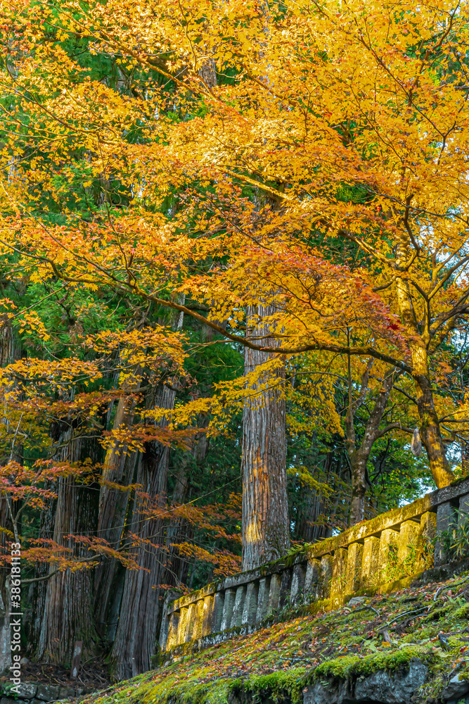Landscape photo of trees with leaves turning orange, yellow, red in autumn, Japan. There are beautiful colors of difference in soft tones. There is a shimmering light that creates a warm tone. Landscape photo of trees with leaves turning orange, yellow, red in autumn, Japan. There are beautiful colors of difference in soft tones. There is a shimmering light that creates a warm tone.