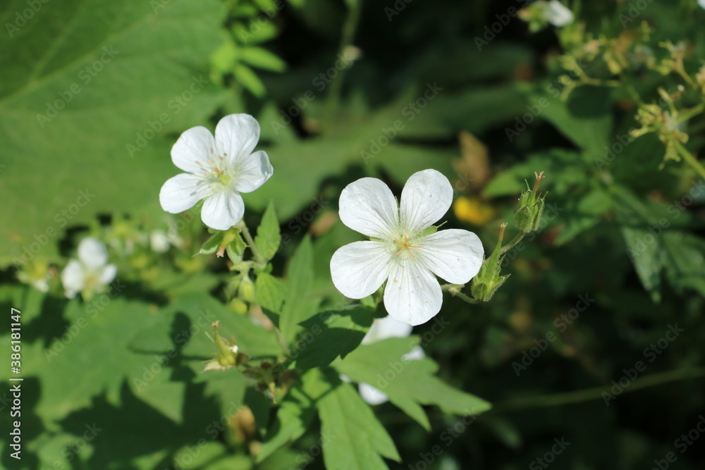 Obraz premium White Germanium flower, Wasatch Mountains, Utah