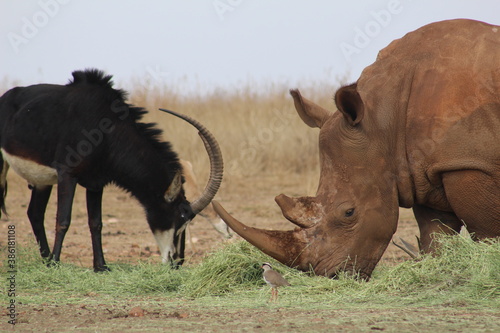 Photo Taken in Lion and Rhino Reserve  Krugersdorp