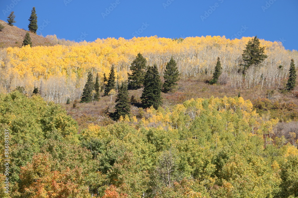 Grove of aspen trees turns golden in late September, Wasatch-Cache National Forest, Utah