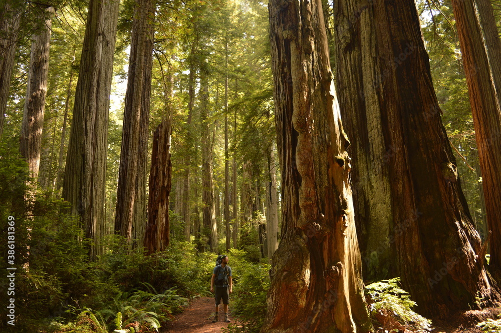 Hiking and camping in the Redwoods National Park among the old giant Sequoia trees in Northern California, USA Hiking and camping in the Redwoods National Park among the old giant Sequoia trees in Northern California, USA