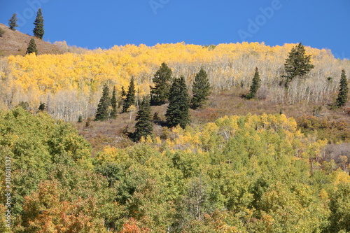 Grove of aspen trees turns golden in late September  Wasatch-Cache National Forest  Utah