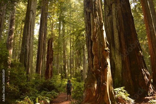Hiking and camping in the Redwoods National Park among the old giant Sequoia trees in Northern California, USA