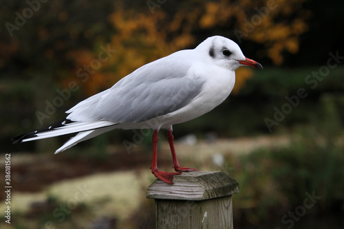 A close up of a Black Headed Gull