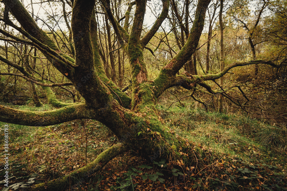 Oak trees in Gisburn Forest in Lancashire. Woodland Photography with the most on the tree branches gives a very autumnal feel to the landscape image. Oak trees in Gisburn Forest in Lancashire. Woodland Photography with the most on the tree branches gives a very autumnal feel to the landscape image.