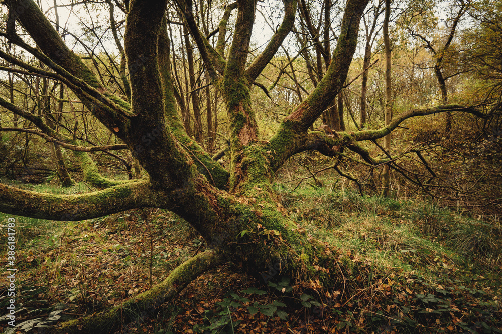 Oak trees in Gisburn Forest in Lancashire.  Woodland Photography with the most on the tree branches gives a very autumnal feel to the landscape image.