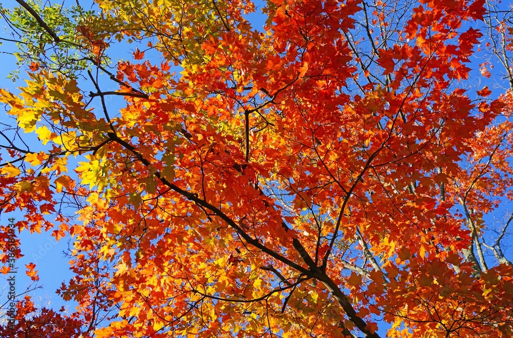 Colorful golden and red foliage of a maple tree in autumn Colorful golden and red foliage of a maple tree in autumn
