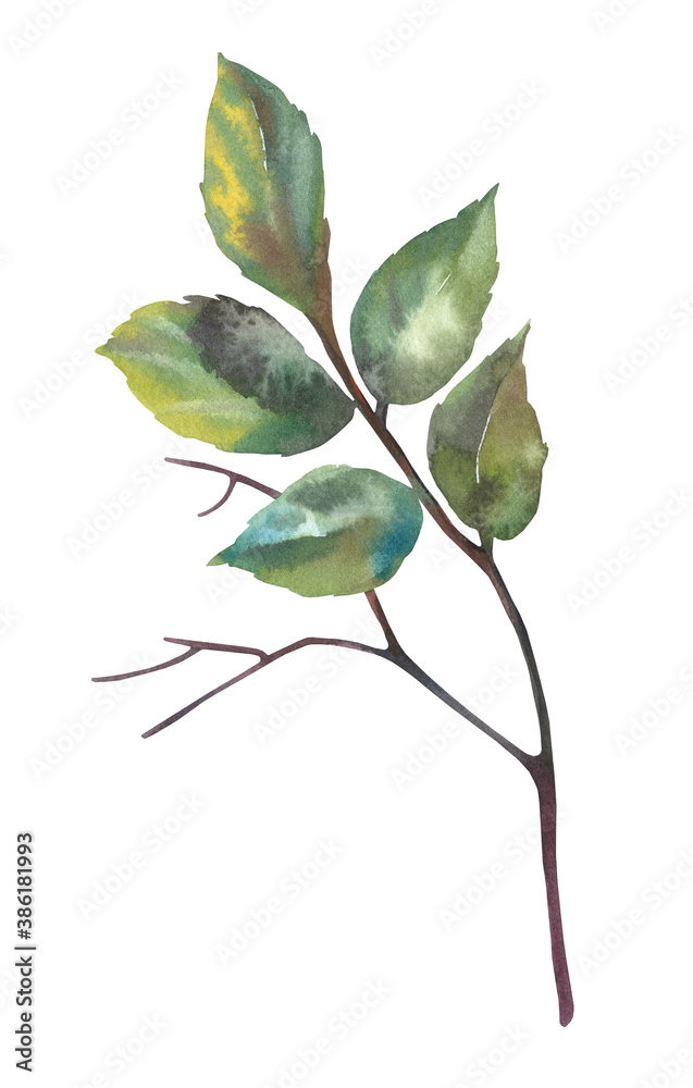Watercolor twig with leaves. Hand-drawn isolated on a white background. Delicate and cute illustration for the design and printing of postcards.