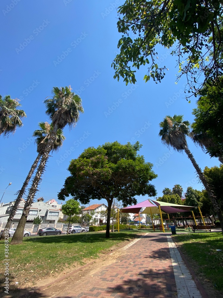 Obraz premium trees on the beach