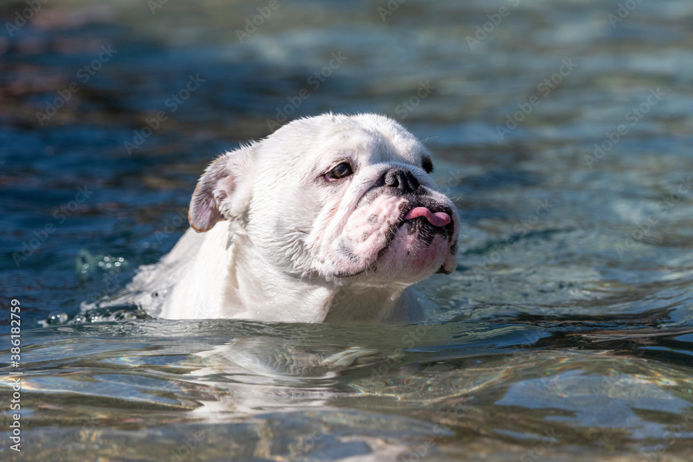 Bulldog swimming with her tongue out