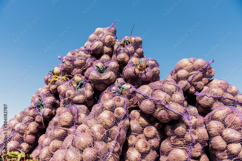 Fototapeta premium Hand harvesting process fields of beet roots