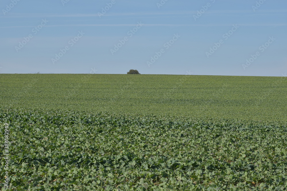 Small tree big field