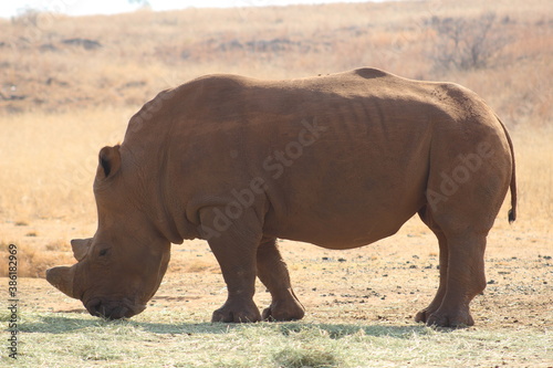 Photo Taken in Lion and Rhino Reserve  Krugersdorp